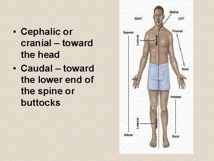 • Cephalic or cranial – toward the head • Caudal – toward the • Cephalic or cranial – toward the head • Caudal – toward the