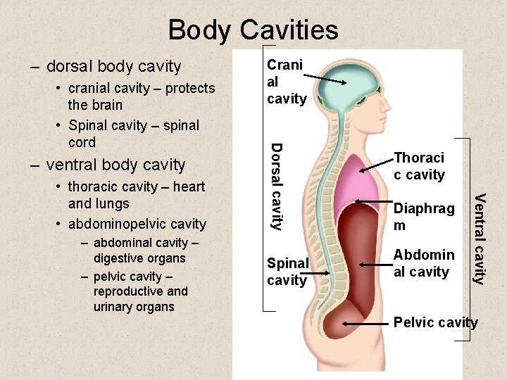 Body Cavities – dorsal body cavity – ventral body cavity – abdominal cavity –
