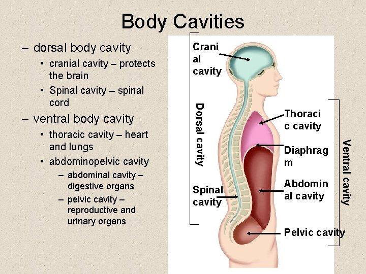 Body Cavities – dorsal body cavity – ventral body cavity – abdominal cavity – Body Cavities – dorsal body cavity – ventral body cavity – abdominal cavity –