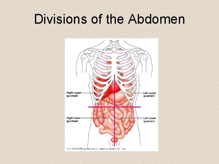 Divisions of the Abdomen Divisions of the Abdomen