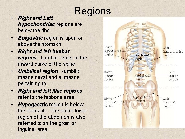Regions • Right and Left hypochondriac regions are below the ribs. • Epigastric region