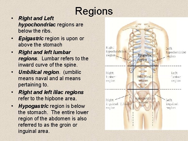 Regions • Right and Left hypochondriac regions are below the ribs. • Epigastric region Regions • Right and Left hypochondriac regions are below the ribs. • Epigastric region