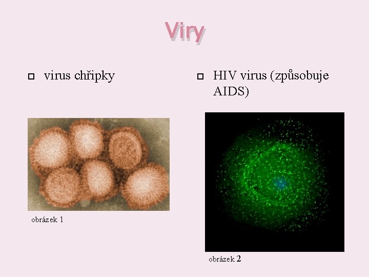 Viry virus chřipky HIV virus (způsobuje AIDS) obrázek 1 obrázek 2 
