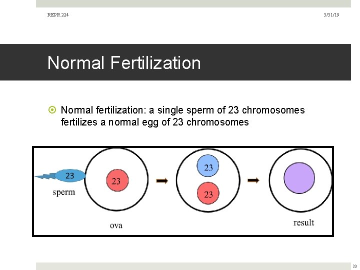 REPR 224 3/31/19 Normal Fertilization Normal fertilization: a single sperm of 23 chromosomes fertilizes REPR 224 3/31/19 Normal Fertilization Normal fertilization: a single sperm of 23 chromosomes fertilizes