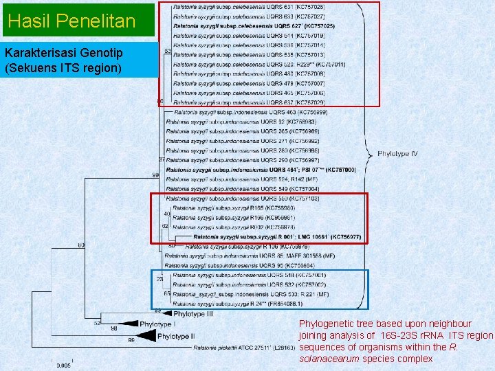 Hasil Penelitan Karakterisasi Genotip (Sekuens ITS region) Phylogenetic tree based upon neighbour joining analysis