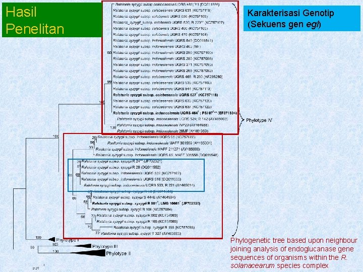 Hasil Penelitan Karakterisasi Genotip (Sekuens gen egl) Phylogenetic tree based upon neighbour joining analysis