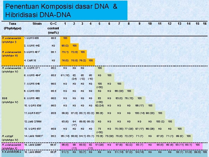 Penentuan Komposisi dasar DNA & Hibridisasi DNA-DNA Taxa (Phylotype) Strain G+C content (mol%) 1