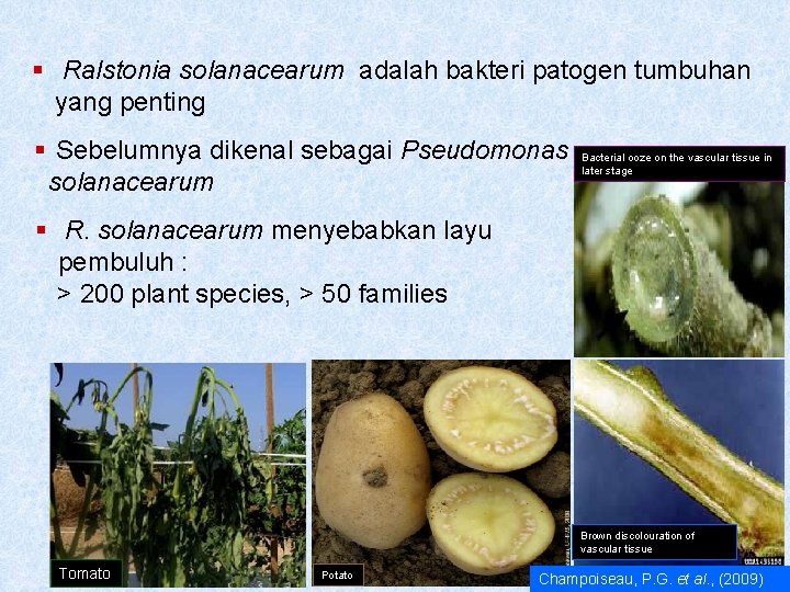 § Ralstonia solanacearum adalah bakteri patogen tumbuhan yang penting § Sebelumnya dikenal sebagai Pseudomonas