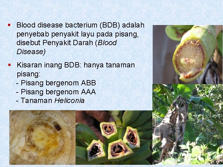 § Blood disease bacterium (BDB) adalah penyebab penyakit layu pada pisang, disebut Penyakit Darah