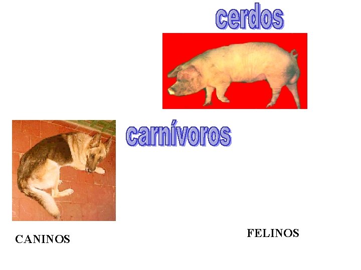 CANINOS FELINOS 