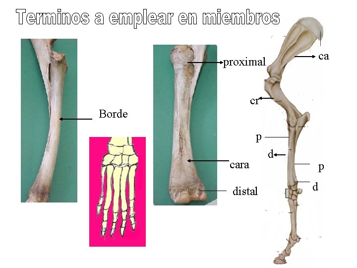ca proximal cr Borde p cara distal d p d 