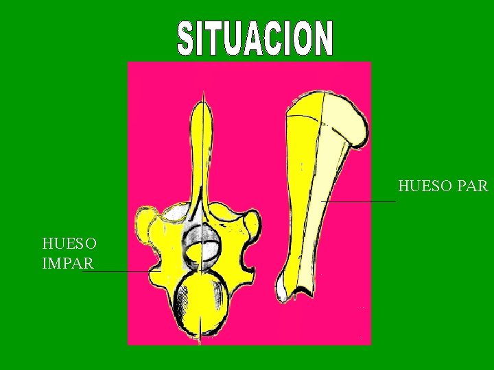 HUESO PAR HUESO IMPAR 