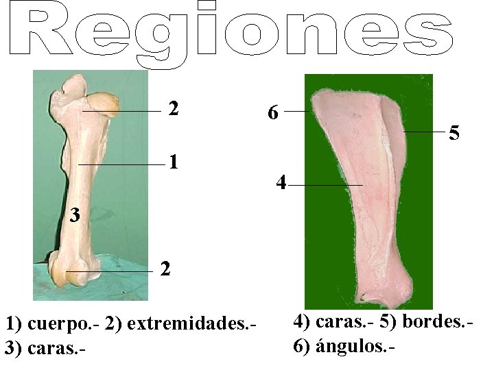 2 1 6 5 4 3 2 1) cuerpo. - 2) extremidades. 3) caras.