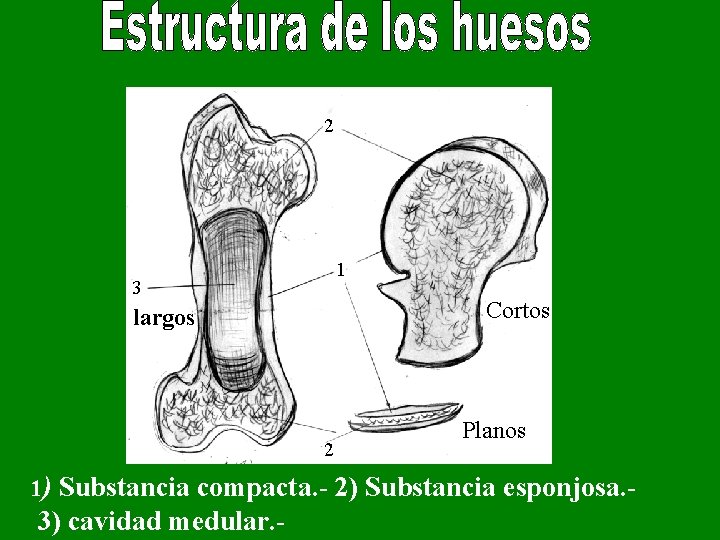 2 1 3 Cortos largos 2 Planos 1) Substancia compacta. - 2) Substancia esponjosa.