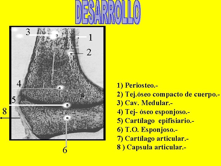 3 1 2 4 a 5 8 6 1) Periosteo. 2) Tej. óseo compacto