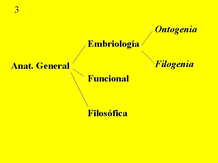 3 Ontogenia Embriología Filogenia Anat. General Funcional Filosófica 