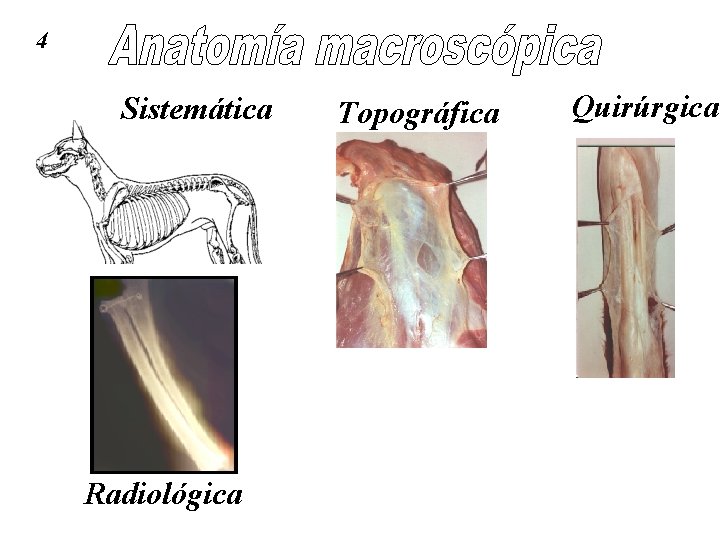 4 Sistemática Radiológica Topográfica Quirúrgica 