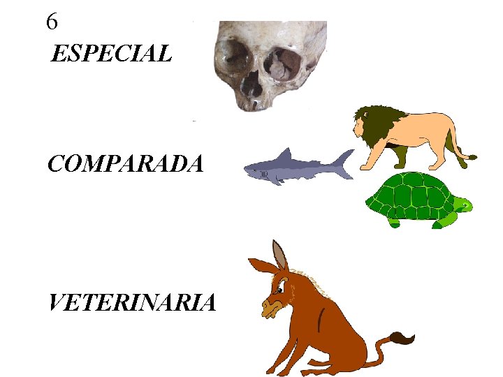 6 ESPECIAL COMPARADA VETERINARIA 