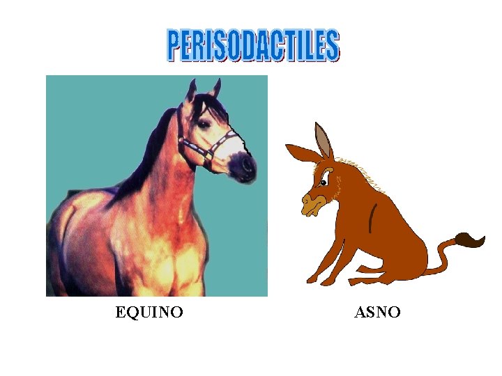 EQUINO ASNO 