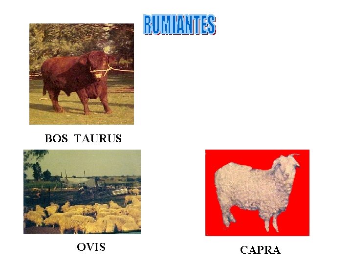 BOS TAURUS OVIS CAPRA 