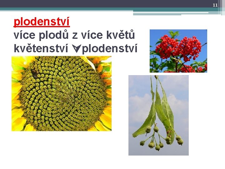 11 plodenství více plodů z více květů květenství plodenství 