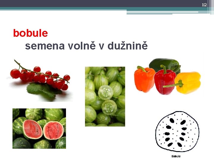 12 bobule semena volně v dužnině 