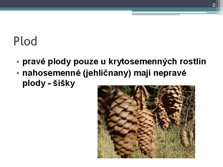 2 Plod • pravé plody pouze u krytosemenných rostlin • nahosemenné (jehličnany) mají nepravé