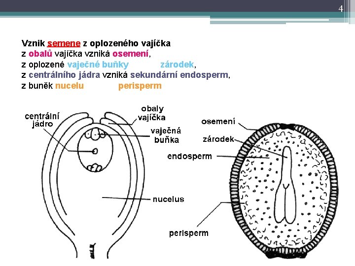 4 Vznik semene z oplozeného vajíčka z obalů vajíčka vzniká osemení, z oplozené vaječné