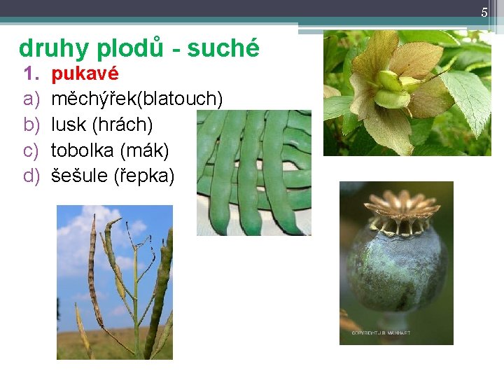 5 druhy plodů - suché 1. a) b) c) d) pukavé měchýřek(blatouch) lusk (hrách)