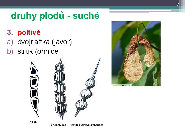 7 druhy plodů - suché 3. poltivé a) dvojnažka (javor) b) struk (ohnice 