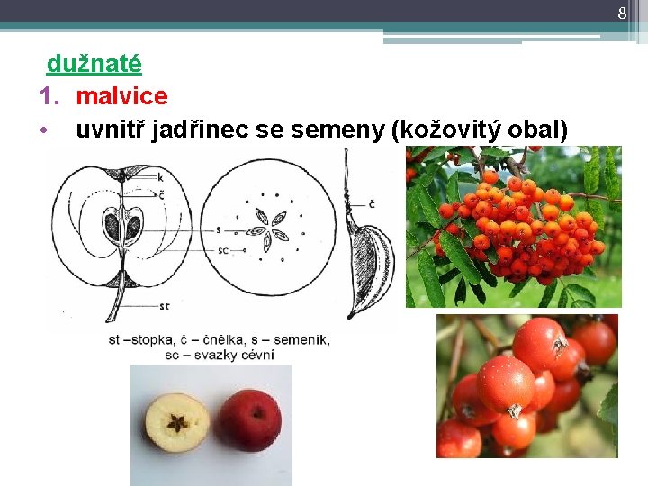 8 dužnaté 1. malvice • uvnitř jadřinec se semeny (kožovitý obal) 