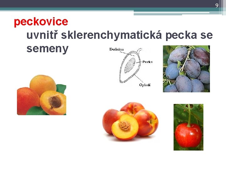 9 peckovice uvnitř sklerenchymatická pecka se semeny 