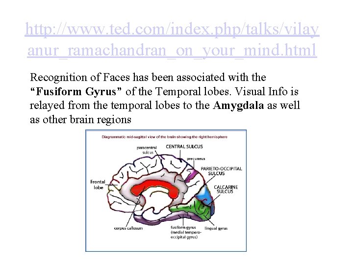 http: //www. ted. com/index. php/talks/vilay anur_ramachandran_on_your_mind. html Recognition of Faces has been associated with