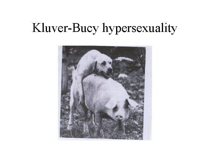 Kluver-Bucy hypersexuality 