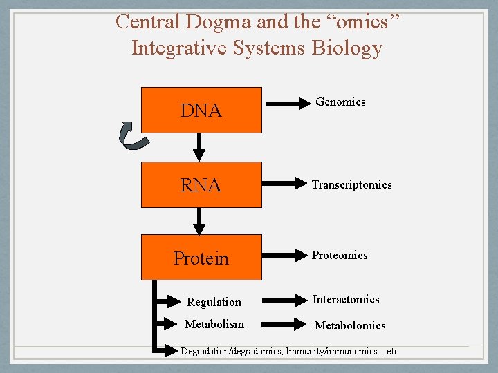 Central Dogma and the “omics” Integrative Systems Biology DNA RNA Protein Genomics Transcriptomics Proteomics