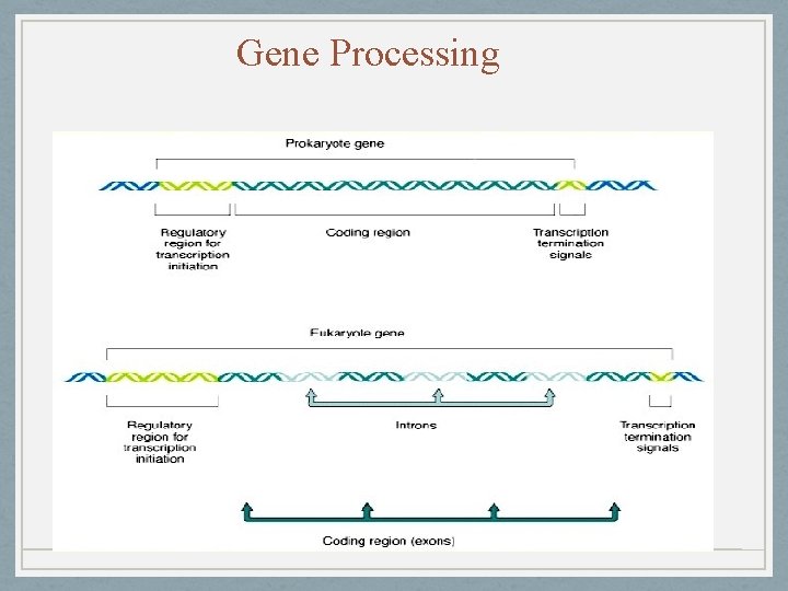 Gene Processing 