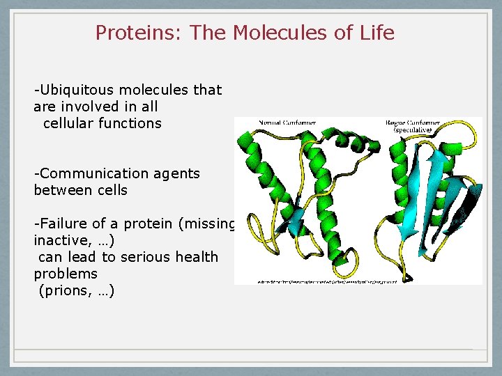 Proteins: The Molecules of Life -Ubiquitous molecules that are involved in all cellular functions