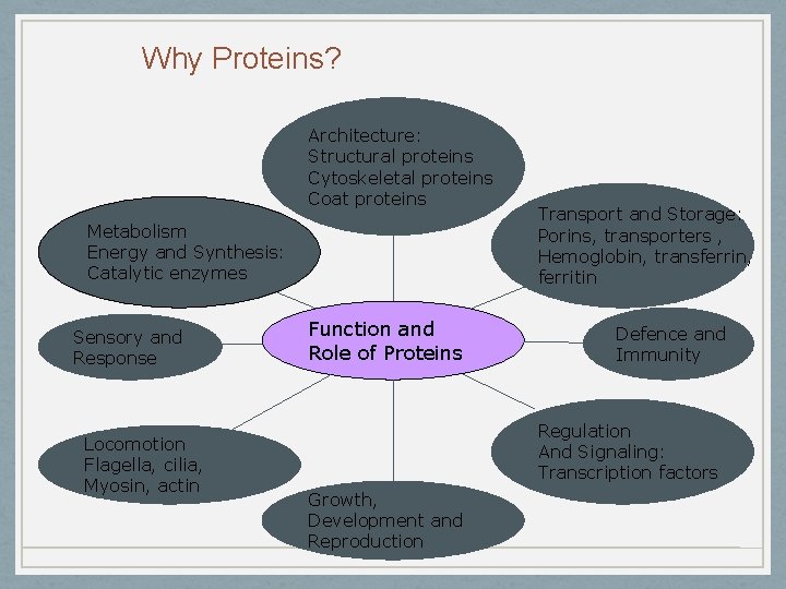 Why Proteins? Architecture: Structural proteins Cytoskeletal proteins Coat proteins Metabolism Energy and Synthesis: Catalytic