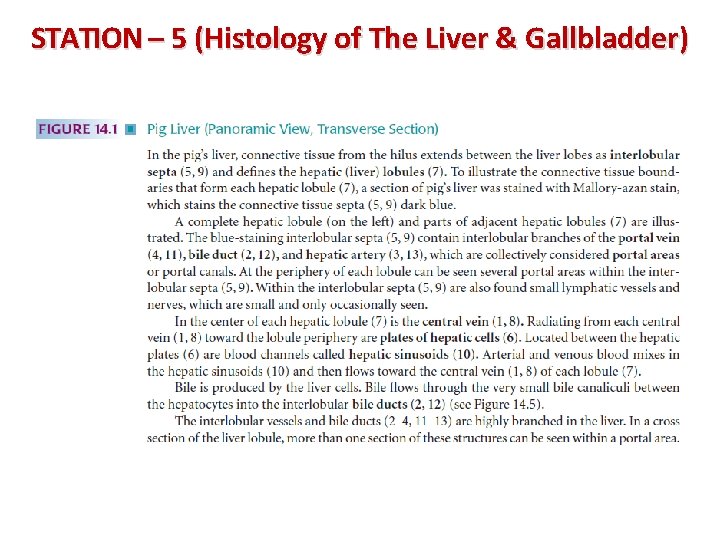 STATION – 5 (Histology of The Liver & Gallbladder) 