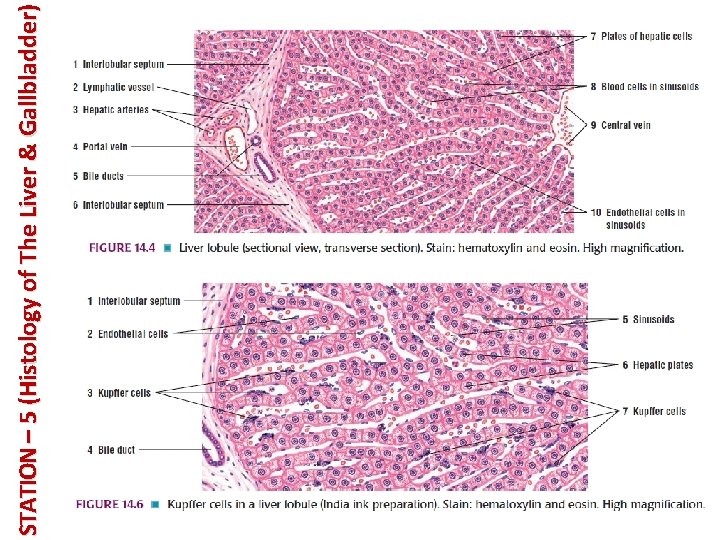 STATION – 5 (Histology of The Liver & Gallbladder) 