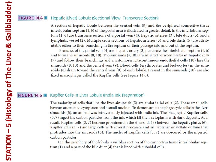 STATION – 5 (Histology of The Liver & Gallbladder) 