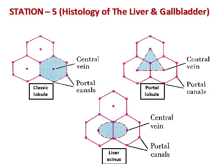 STATION – 5 (Histology of The Liver & Gallbladder) Classic lobule Portal lobule Liver