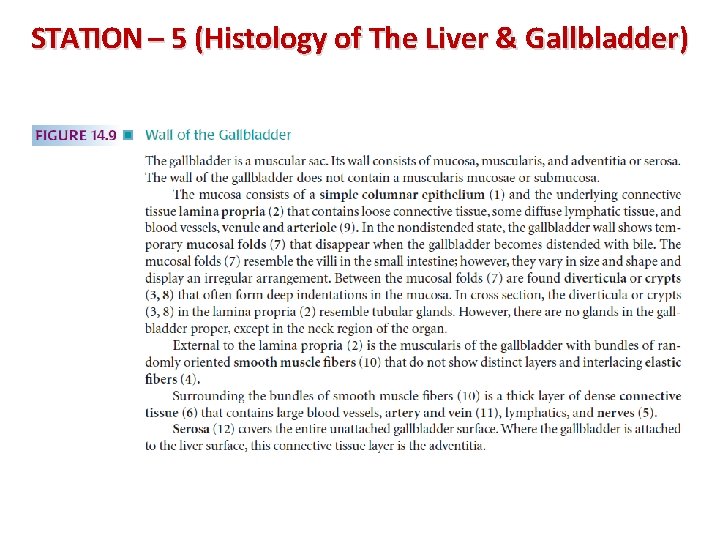 STATION – 5 (Histology of The Liver & Gallbladder) 