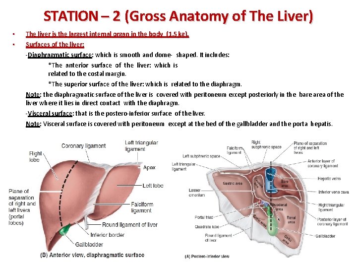 STATION – 2 (Gross Anatomy of The Liver) • • The liver is the