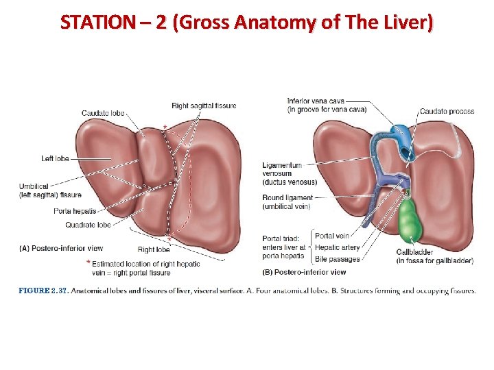 STATION – 2 (Gross Anatomy of The Liver) 