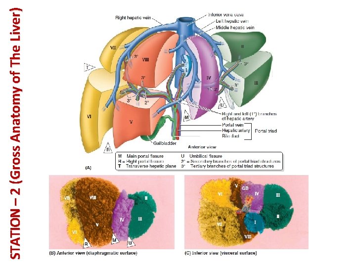 STATION – 2 (Gross Anatomy of The Liver) 