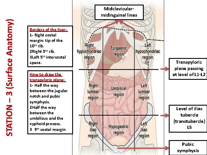 STATION – 3 (Surface Anatomy) Midclavicularmidinguinal lines Borders of the liver: 1 - Right