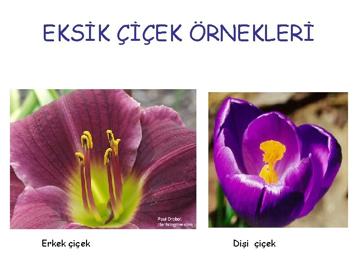EKSİK ÇİÇEK ÖRNEKLERİ Erkek çiçek Dişi çiçek EKSİK ÇİÇEK ÖRNEKLERİ Erkek çiçek Dişi çiçek
