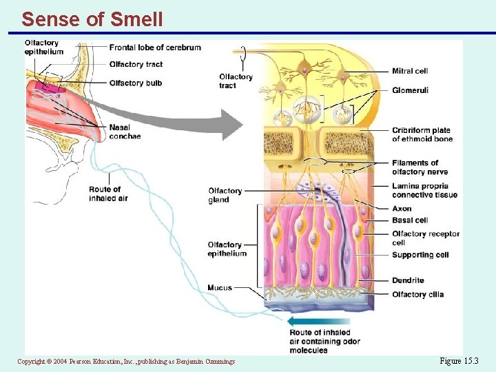 Sense of Smell Copyright © 2004 Pearson Education, Inc. , publishing as Benjamin Cummings