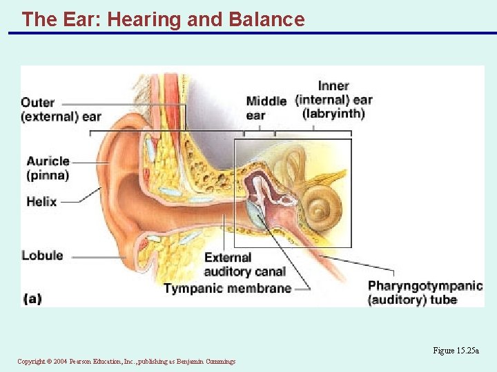 The Ear: Hearing and Balance Figure 15. 25 a Copyright © 2004 Pearson Education,